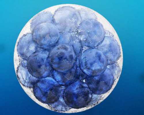 囊胚移植4天测出来了移植囊胚4bb4天就测出来了,试管代生儿子